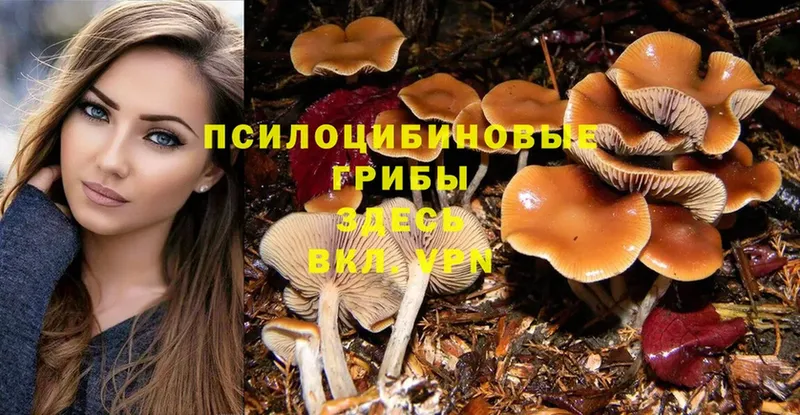 закладки  shop Telegram  Галлюциногенные грибы MAGIC MUSHROOMS  Новокузнецк 